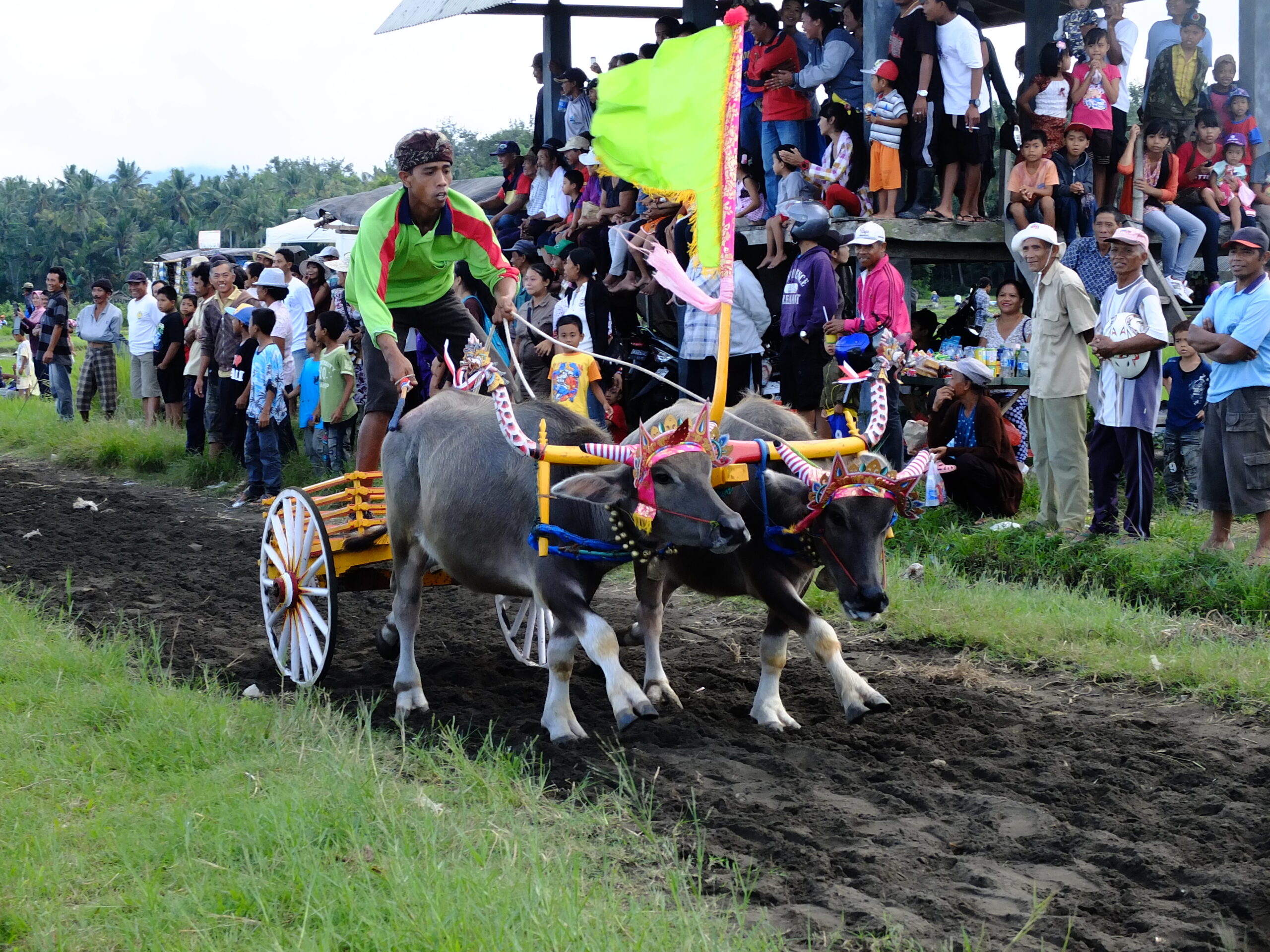 Negara Bull Race